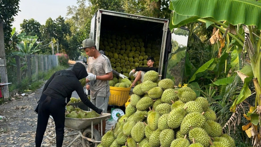 Sầu riêng cận Tết giá rất cao